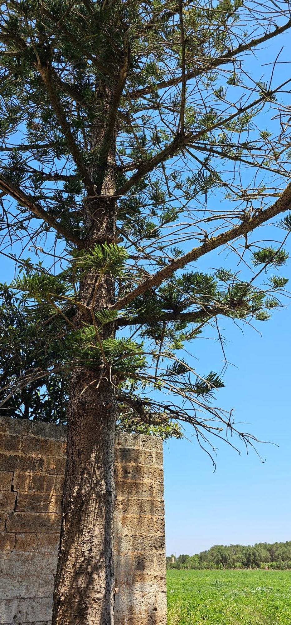Masseria Vivi Il Salento 圣卡塔林纳 外观 照片